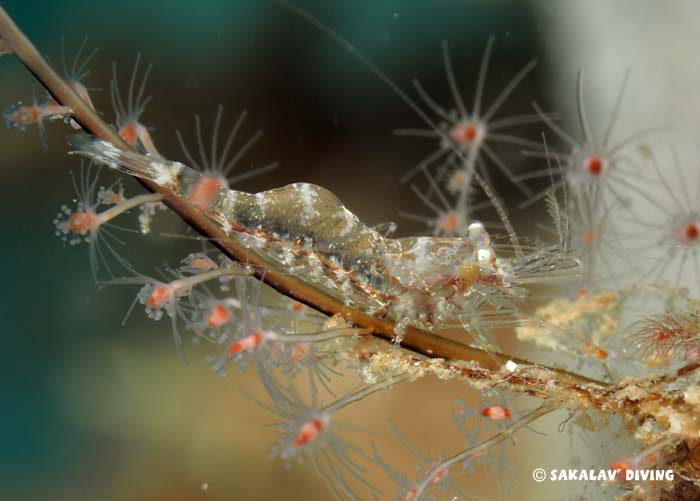 Photos diving macro in Nosy Be